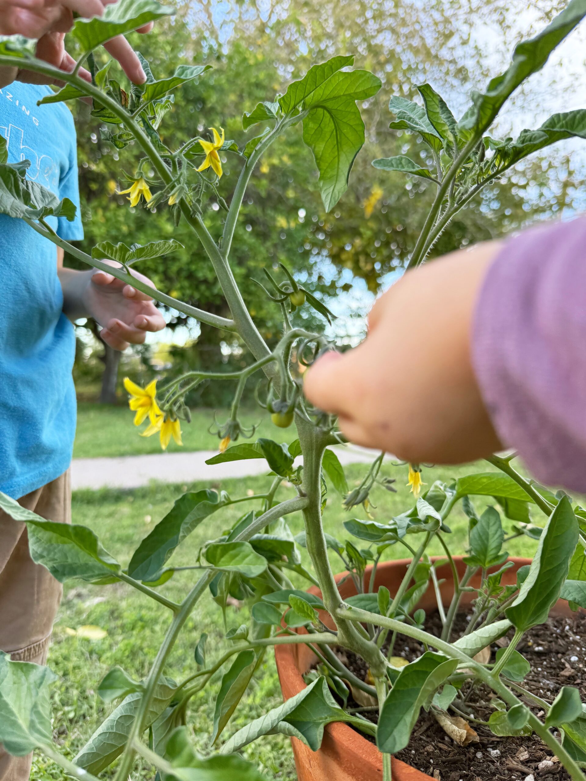 Raising Locavores Project